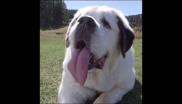 Watch: Mochi the dog enters Guinness World Records for the longest tongue