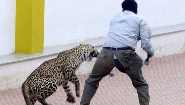 Leopard enters Maruti&#039;s Manesar plant, goats brought in to lure the big cat