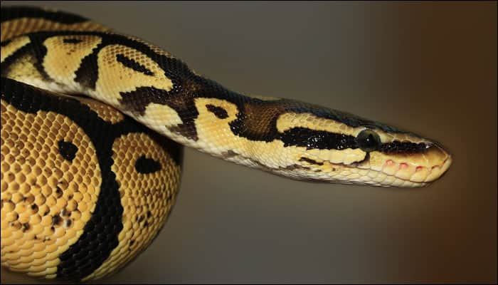 Giant python loses fight to a man, gets eaten by villagers