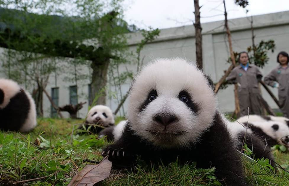 36 cute baby pandas make debut at China's breeding centers | News | Zee