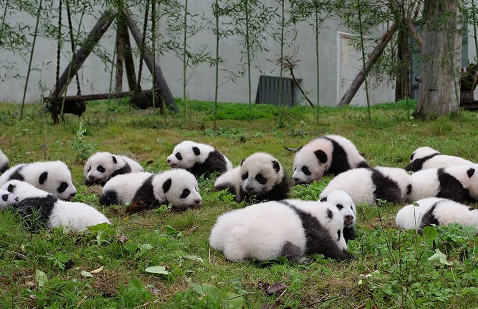 The China Giant Panda Protection and Research Center bred 42 panda cubs in 2017 out of which 36 made their public appearance.