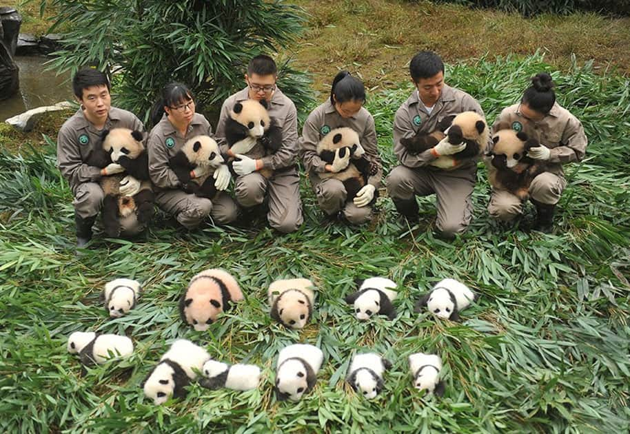 The China Giant Panda Protection and Research Center bred 42 panda cubs in 2017 out of which 36 made their public appearance.