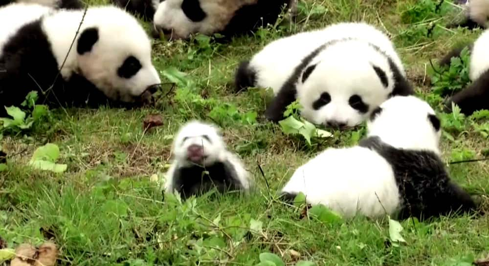 The China Giant Panda Protection and Research Center bred 42 panda cubs in 2017 out of which 36 made their public appearance.