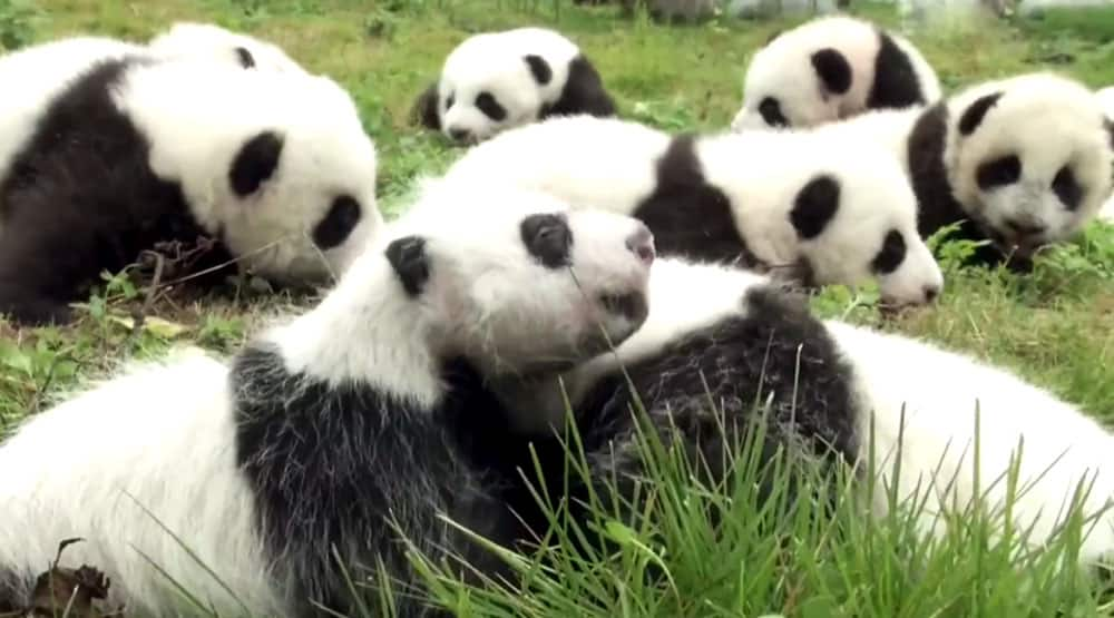 The China Giant Panda Protection and Research Center bred 42 panda cubs in 2017 out of which 36 made their public appearance.