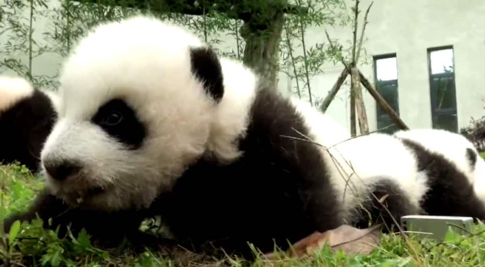 The China Giant Panda Protection and Research Center bred 42 panda cubs in 2017 out of which 36 made their public appearance.