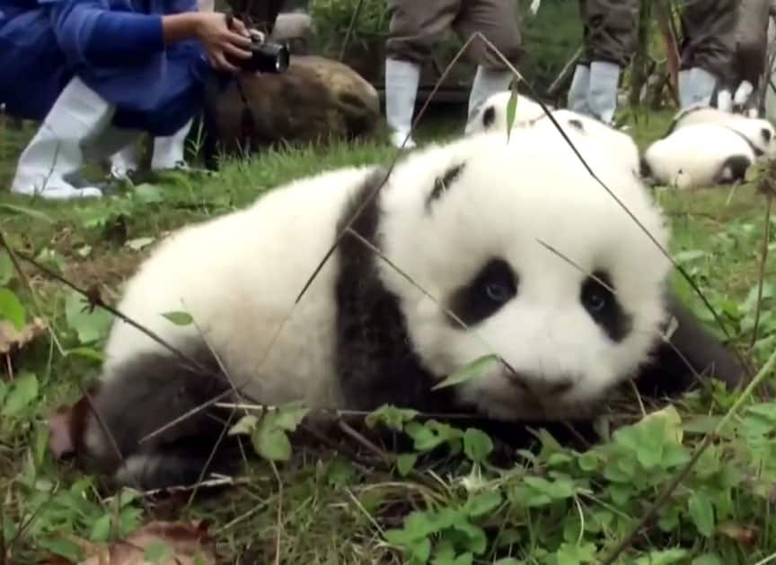 The China Giant Panda Protection and Research Center bred 42 panda cubs in 2017 out of which 36 made their public appearance.