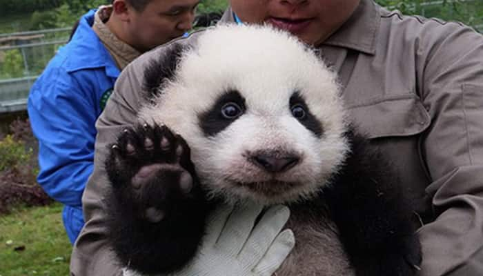 36 adorable baby pandas make debut at China&#039;s breeding centers - Watch