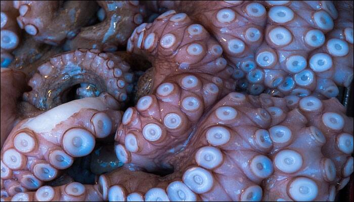 Scientists design &#039;camouflaging skin&#039; inspired by octopus