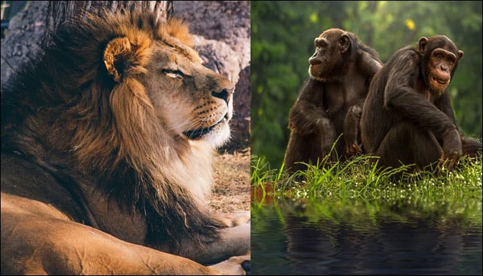 Lions, chimpanzees among 34 endangered species to receive special