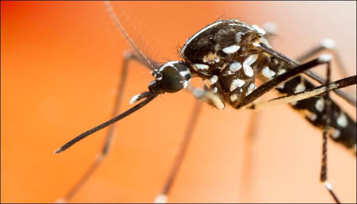 New dengue virus behind maximum epidemics detected in India
