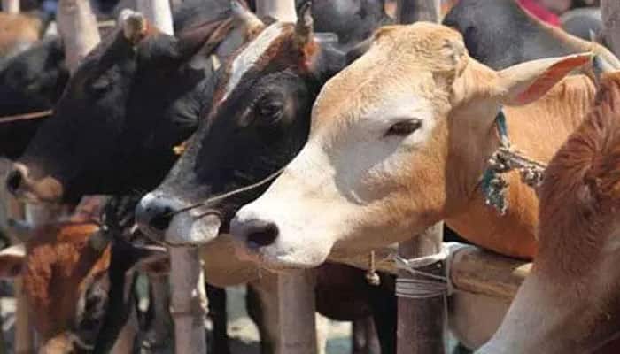 Image result for protection of cattle zee news