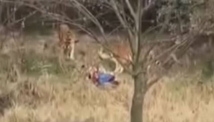 SHOCKING! Man jumps into tiger enclosure, see what happens next: WATCH