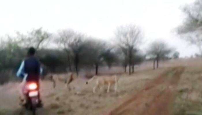 Watch: Bikers chase lions in Gujarat&#039;s Gir, video goes viral