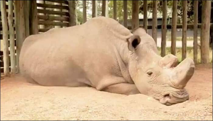 The face of extinction: Image of world&#039;s last-of-its-kind male white rhino goes viral