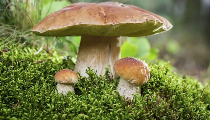 Mushrooms possess anti-ageing properties, say scientists