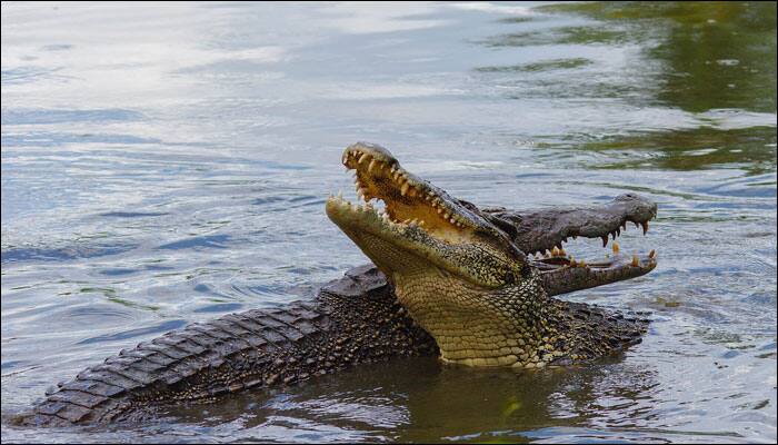 Australian men rescued after spending 4 days on roof of stranded car as crocodiles circled