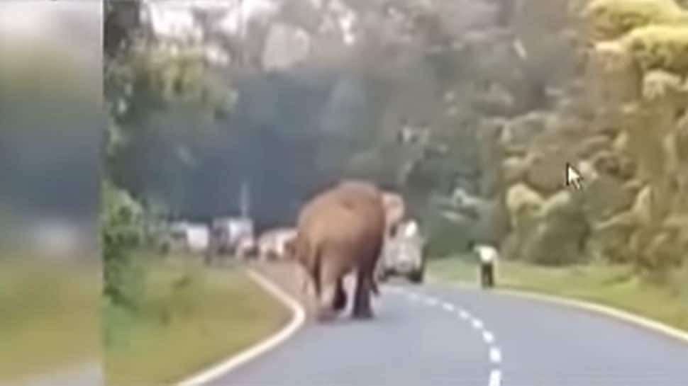 Shocking! Angry elephant tramples Bengal tourist as onlookers stand helpless - Watch