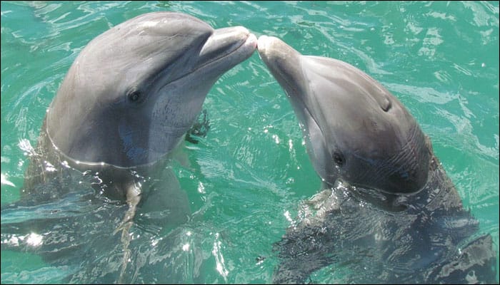 How male dolphins mate with females discovered for the first time