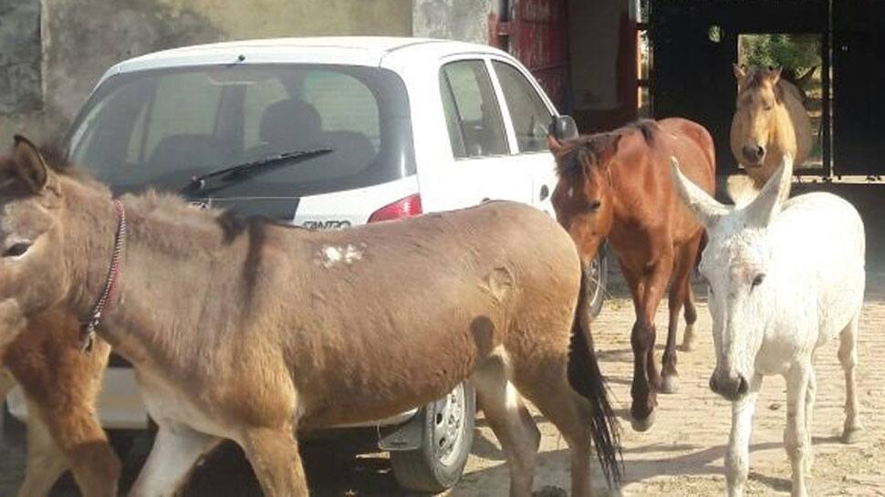 Horses, donkeys sent behind bars for damaging saplings in Uttar Pradesh