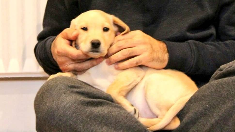 Cuteness alert: London Mayor Sadiq Khan&#039;s new puppy is breaking the internet 