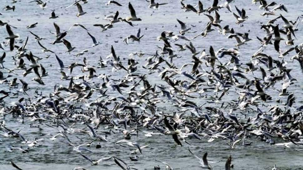 Three lakh migratory birds throng Kashmir Valley