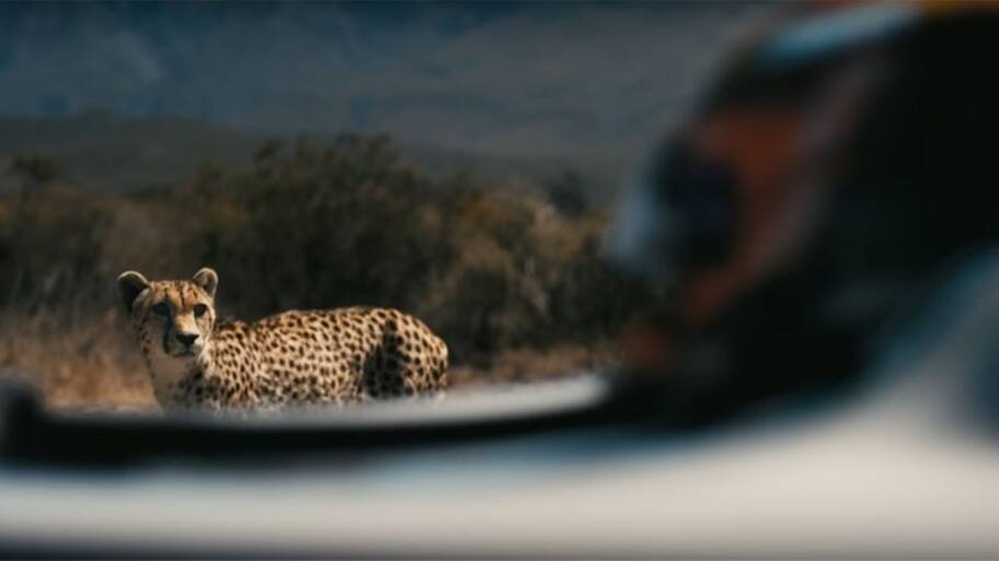 WATCH: World's fastest cat takes on super fast car | Other Sports News ...