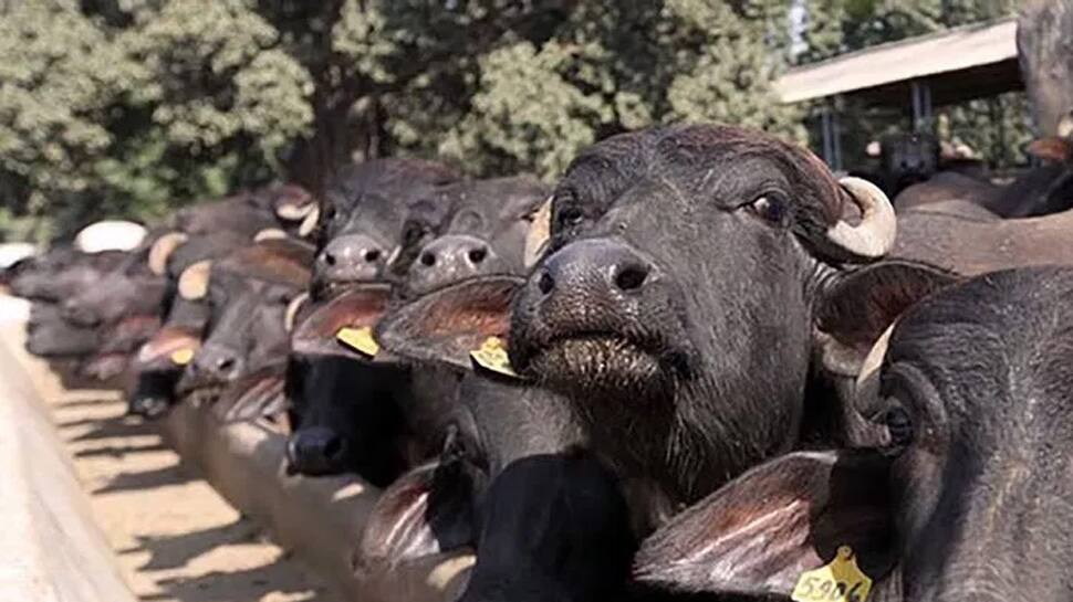 Now, BJP MLA&#039;s buffaloes go missing, Uttar Pradesh cops on toes again 