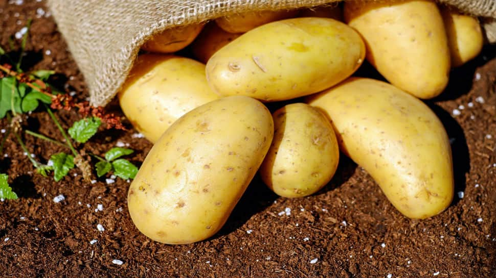 Potatoes worth crores being dumped on streets across Uttar Pradesh