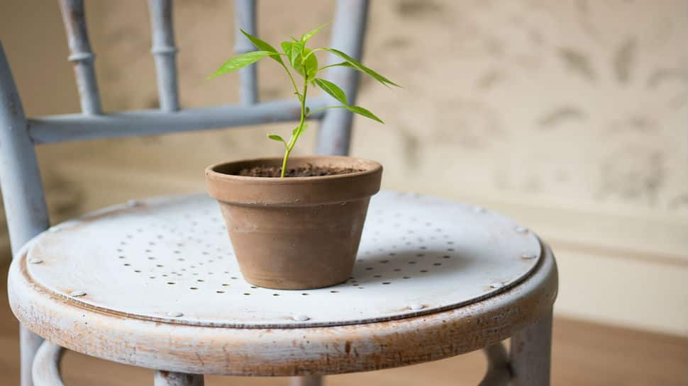 Dowry to save Environment? Bride&#039;s father gifts plants to guests at wedding