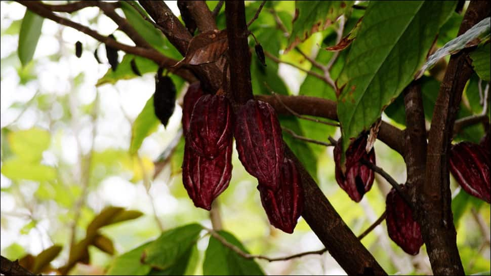 Cocoa trees produce tastier chocolates under stress: Study