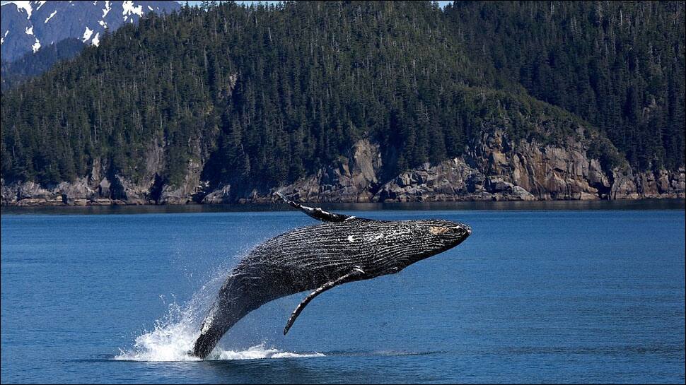 Why do some dolphins, whales get stranded along coasts?