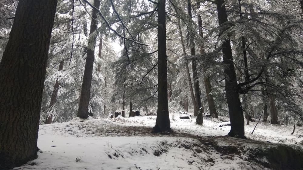Snow covers Shimla's Tikkar area of Nawar valley, Himachal Pradesh. Snow covers Shimla's Tikkar area of Nawar valley, Himachal Pradesh.