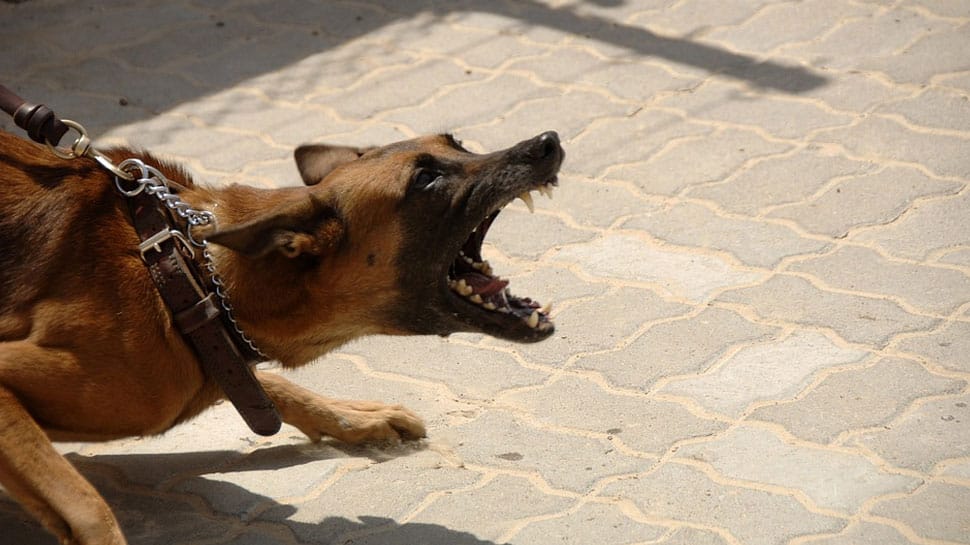 UK woman jailed for 4 years after dog attacks 12 children
