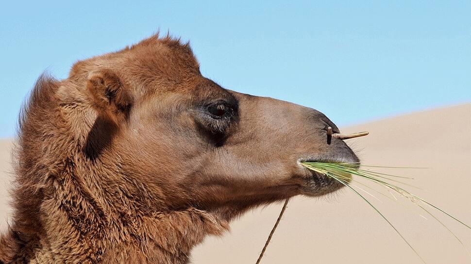 Treating humps: Dubai opens world&#039;s first camel hospital
