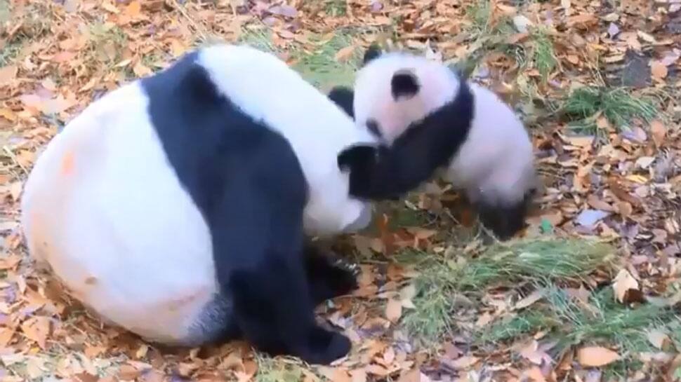 Baby panda makes press debut at Japan zoo