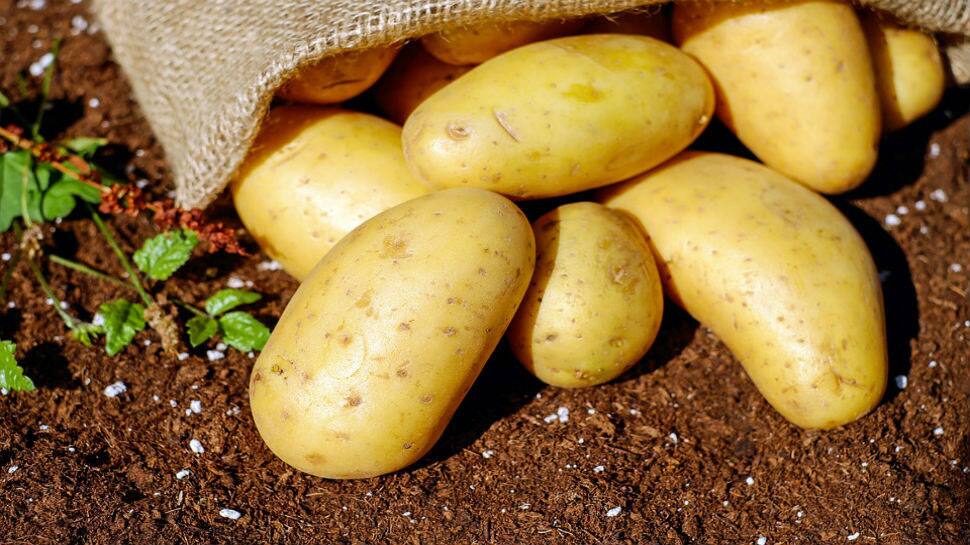 Tons of potatoes dumped in open field in Agra - Know why