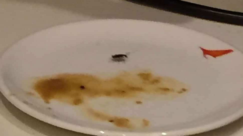 Cockroach on food plate at Air India VIP lounge, airline says sorry