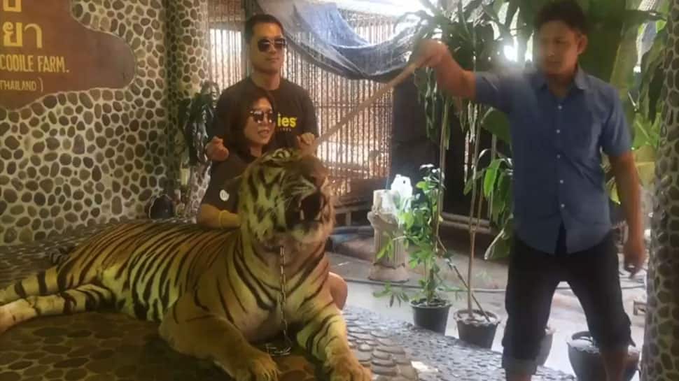 Watch: Video of tiger being poked in the face by Thai zoo staff goes viral, sparks outrage