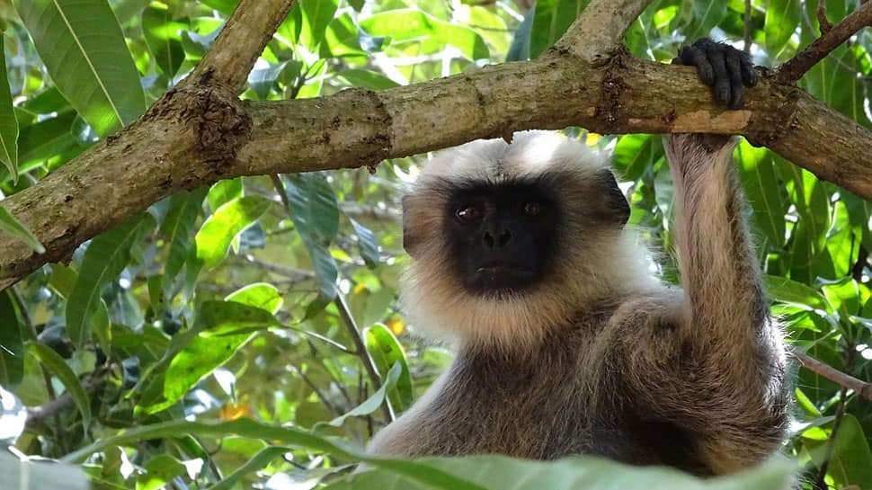 In company of monkeys: 2-year-old in Karnataka and his special bond with langurs