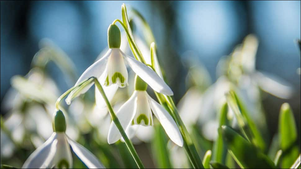 The first photosynthesis happened 1.25 billion years ago, reveals study