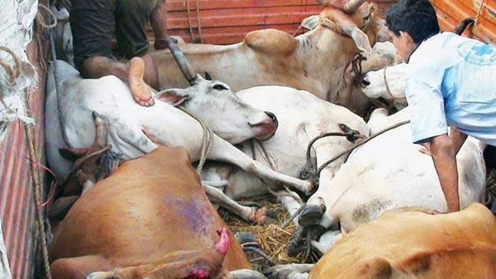 Indulge in cow smuggling and you will be killed: Raj BJP MLA