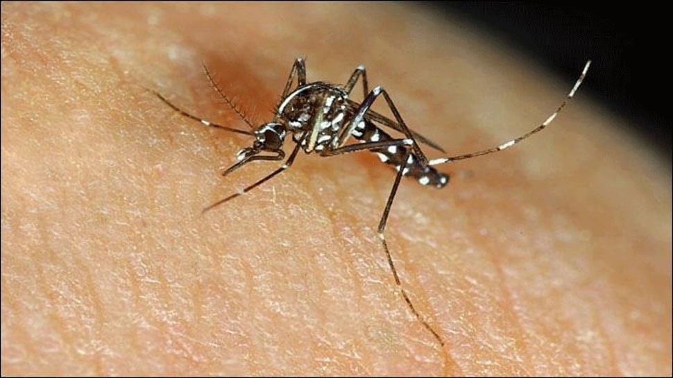 Decline in number of dengue cases at year end: Report