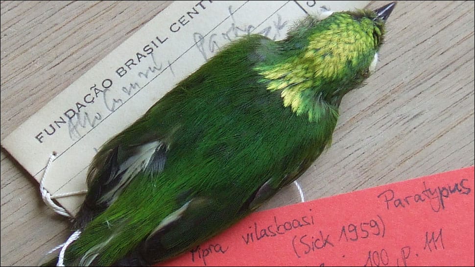 First hybrid bird species, unseen for 45 years, discovered in Amazon rainforest