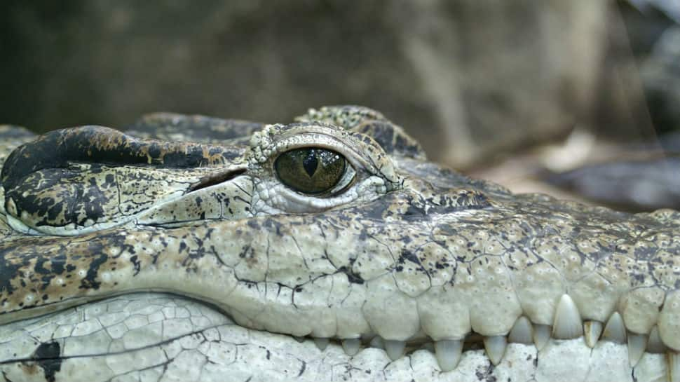 Crocodile walked Melbourne streets on Christmas