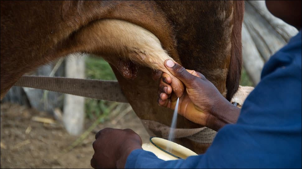 Beware! Adulterated milk may cause abortions and deformities in babies