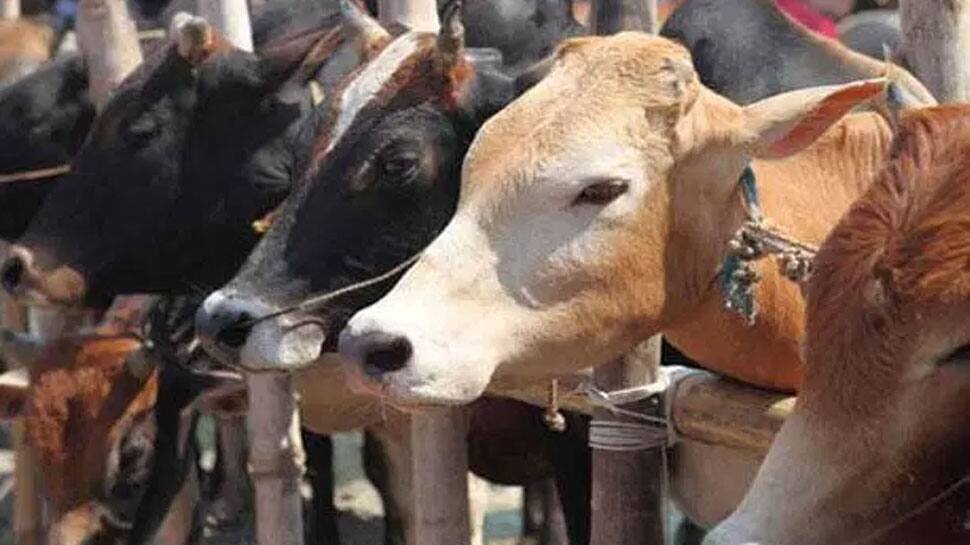 58 cows die Madhya Pradesh cow shelter in 28 days, probe ordered