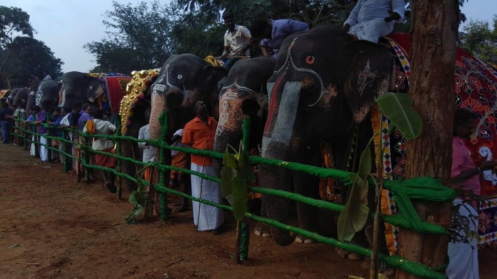 Tamil Nadu: 48-day annual rejuvenation camp for temple elephants begins 