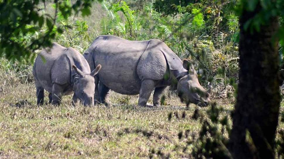 Assam: Manas National Park to get three rhinos, displaced from Kaziranga 