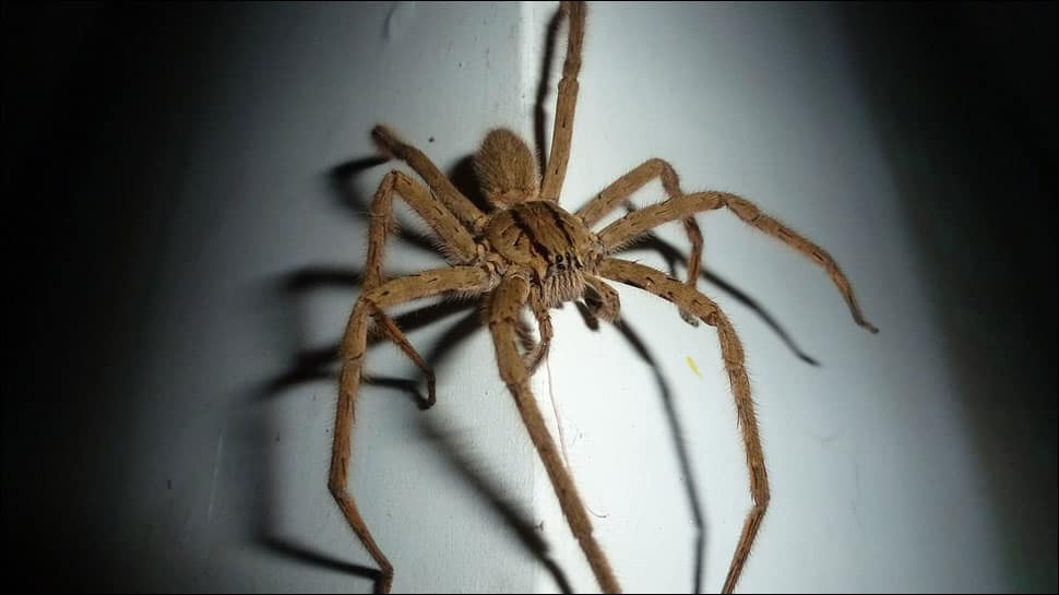 US man sets apartment on fire in an attempt to kill spider