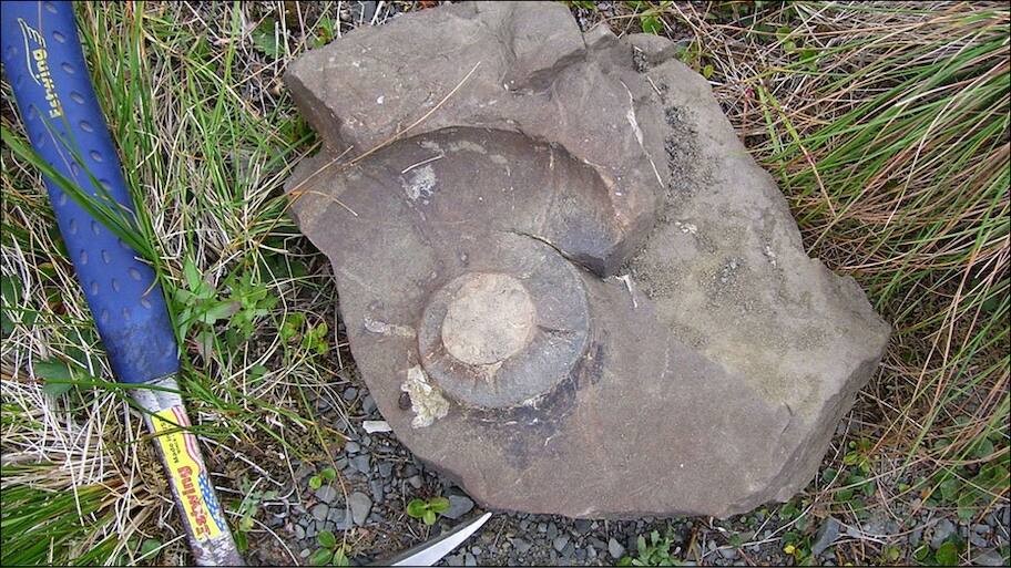 Extinct giant burrowing bat fossil found in New Zealand | -Discoveries ...